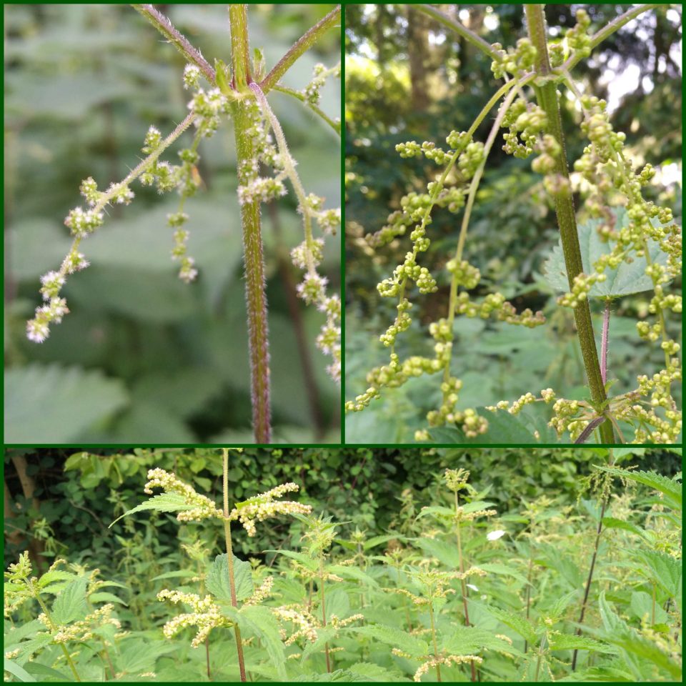 unscheinbare Blüten der Brennessel