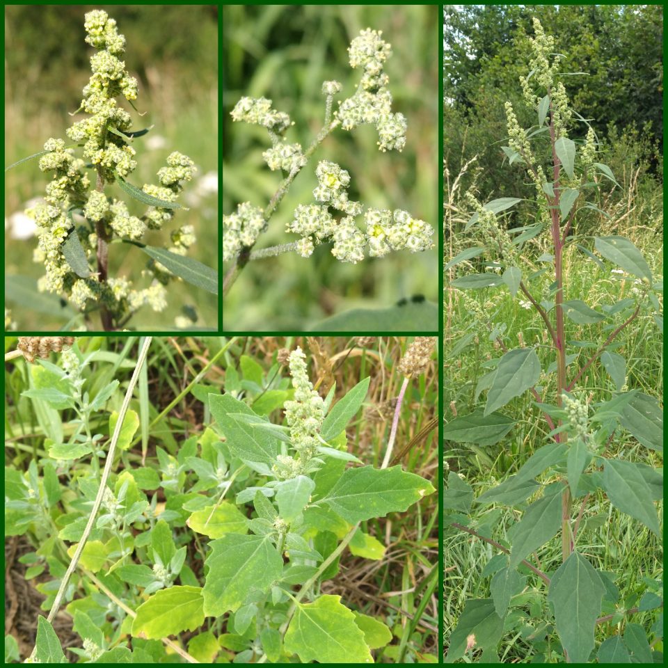unscheinbare Blüten im Juli