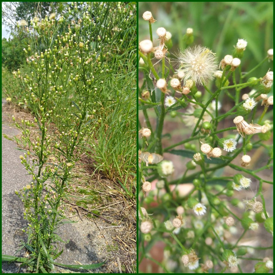 unscheinbare Blüten im Juli